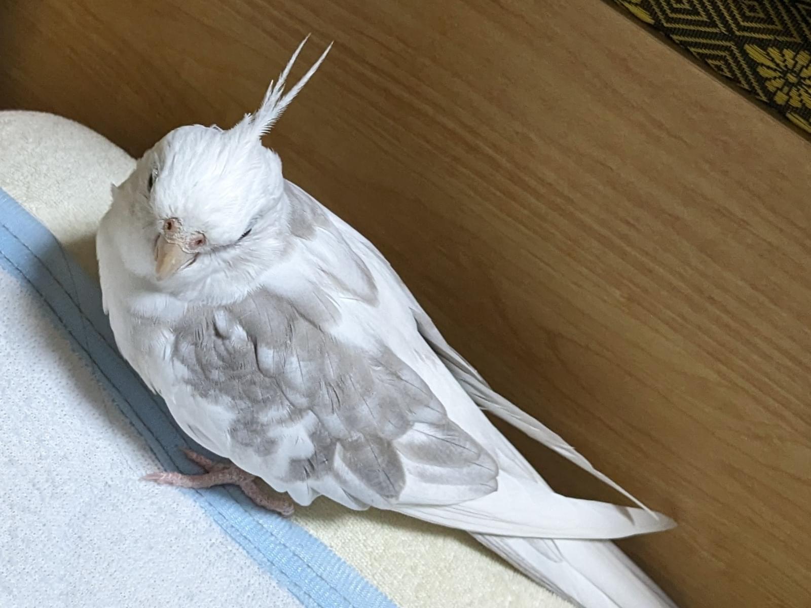 にぼしちゃん にぼしちゃん