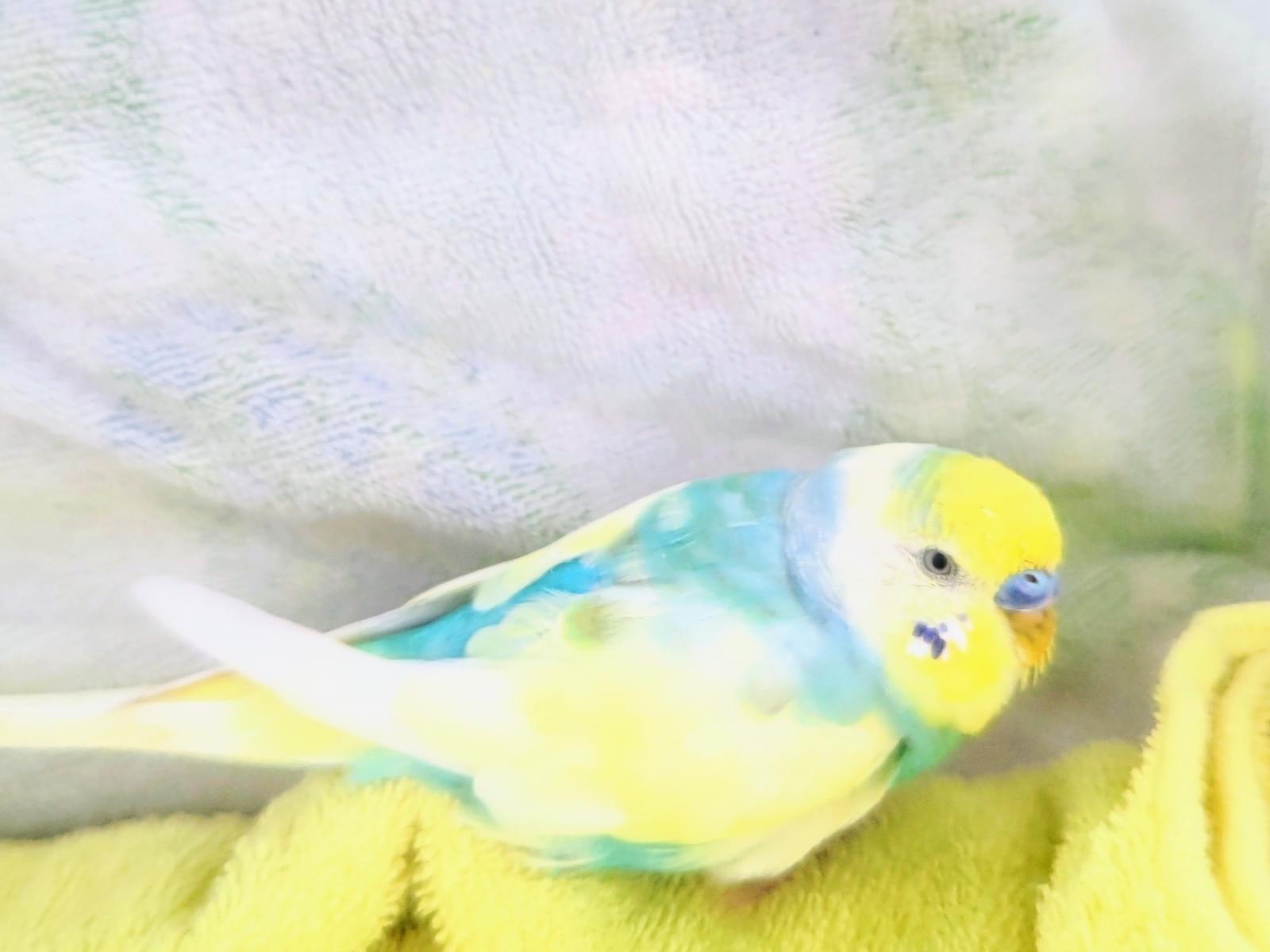 保護された鳥 保護された鳥