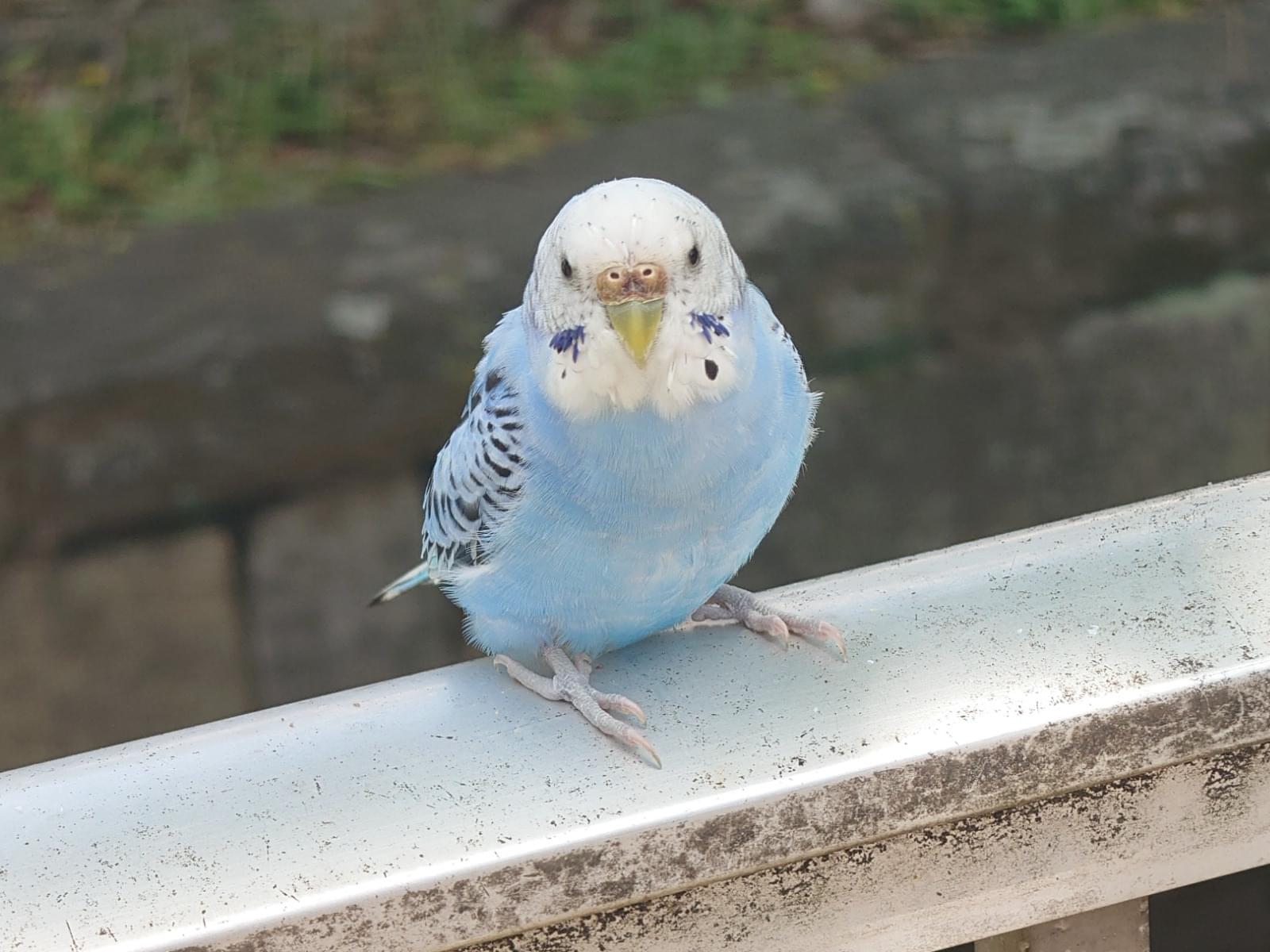 目撃された鳥 目撃された鳥