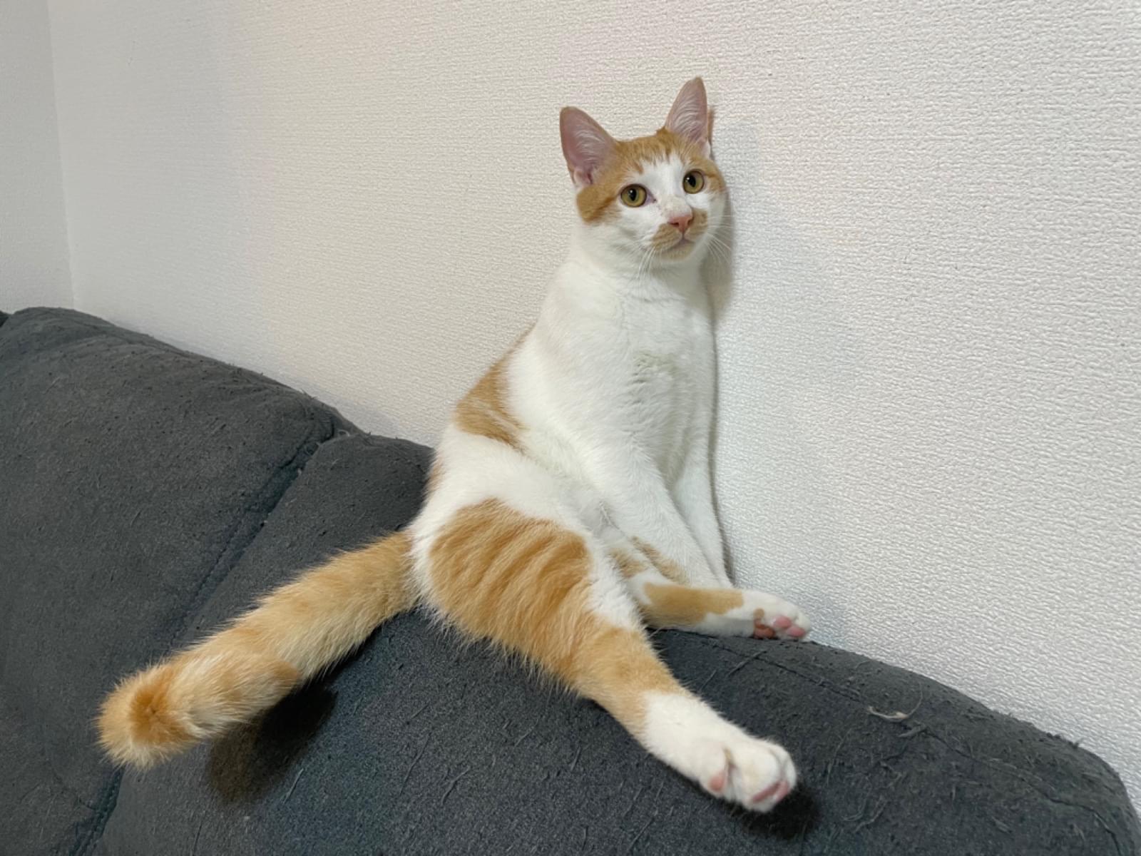 アンバーちゃん アンバーちゃん