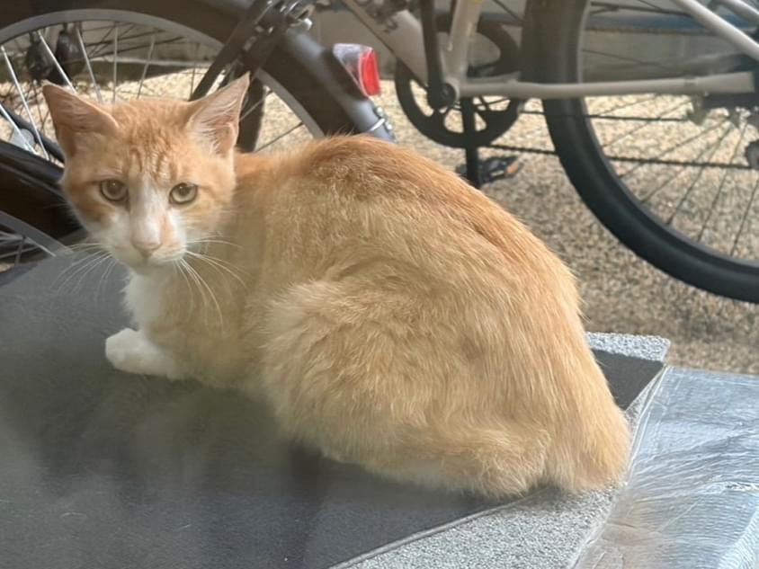 目撃された猫