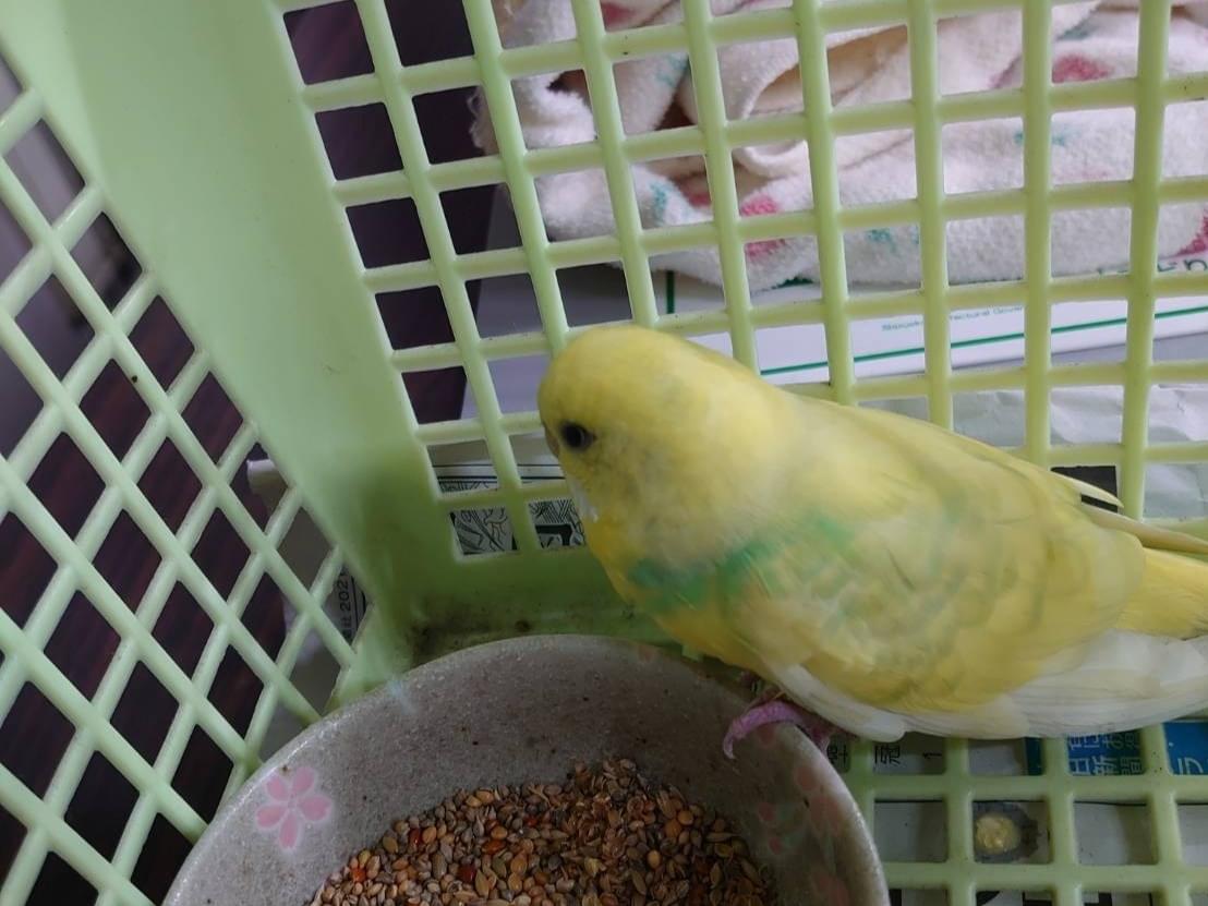 保護された鳥 保護された鳥