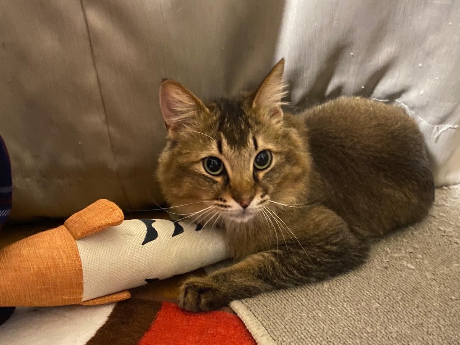 保護された猫 保護された猫