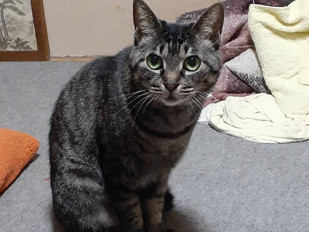 クロちゃん クロちゃん