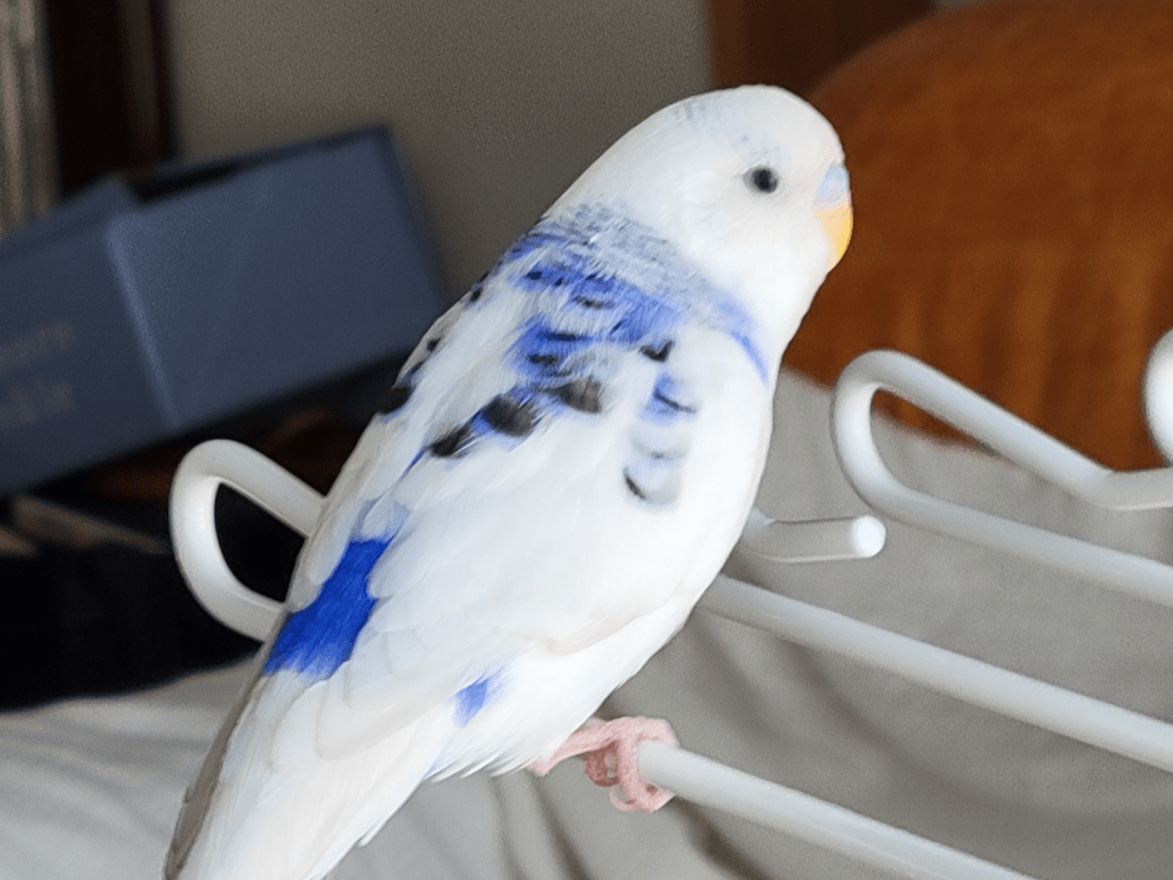 保護された鳥 保護された鳥