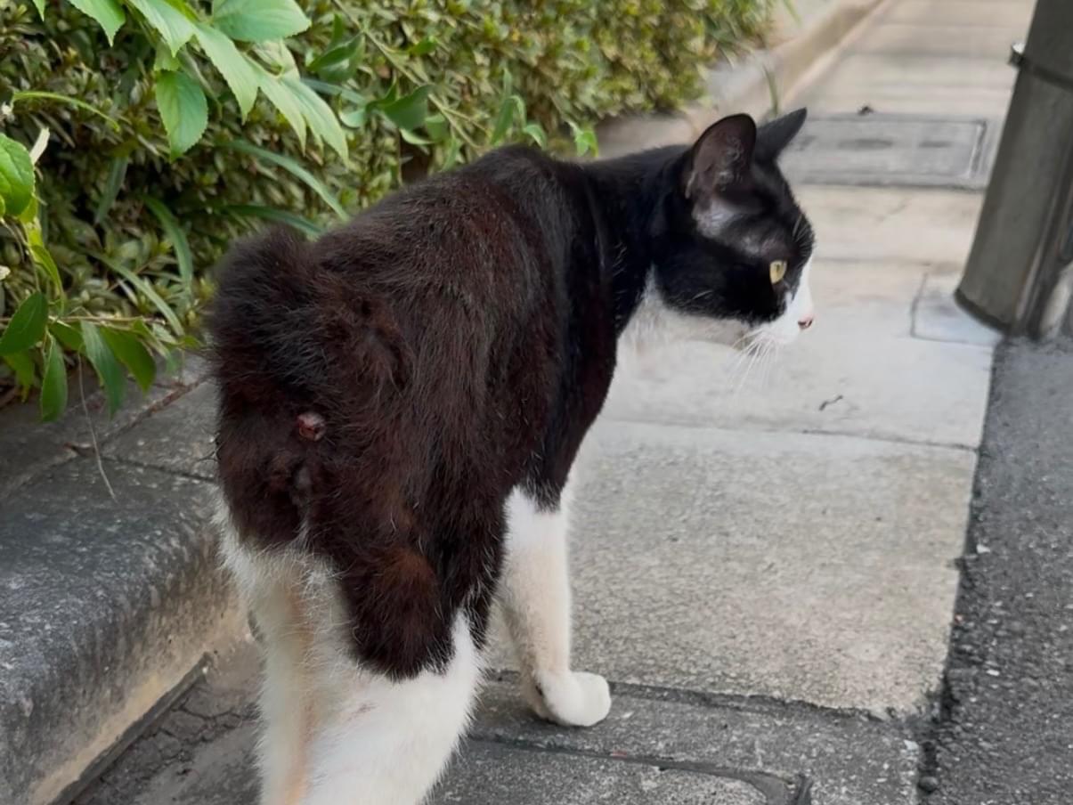 目撃された猫 目撃された猫