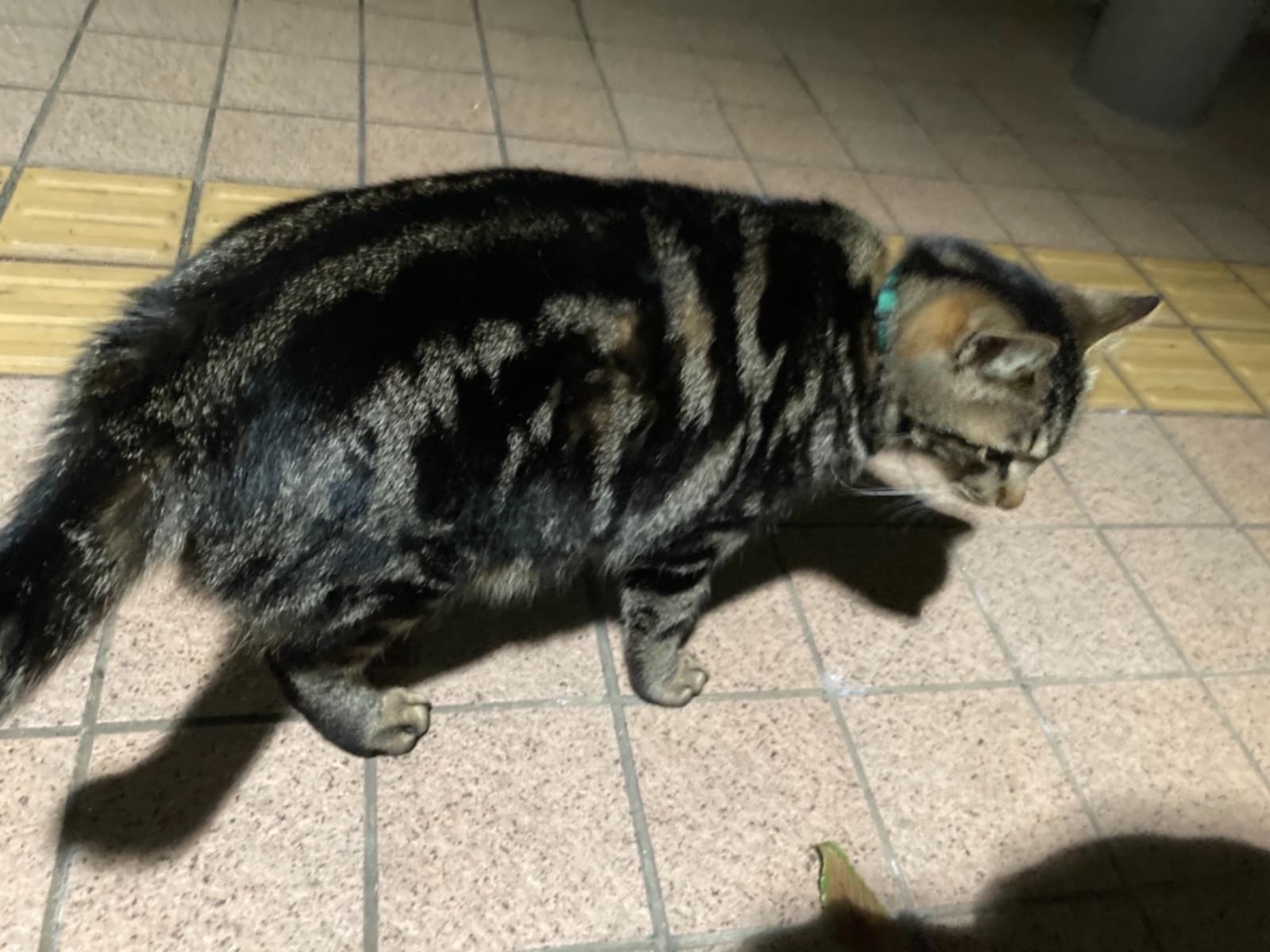 ミトちゃん ミトちゃん