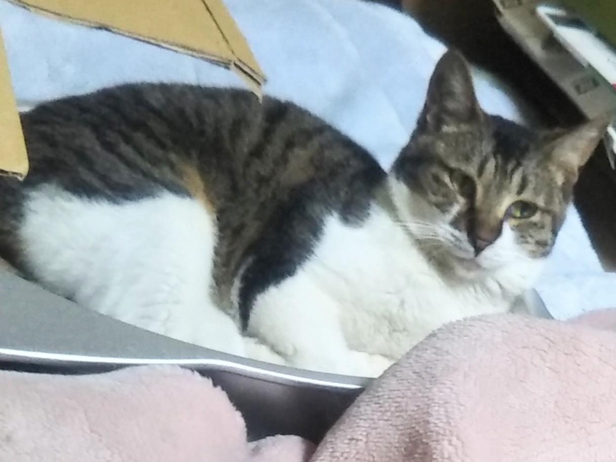 トラちゃん トラちゃん