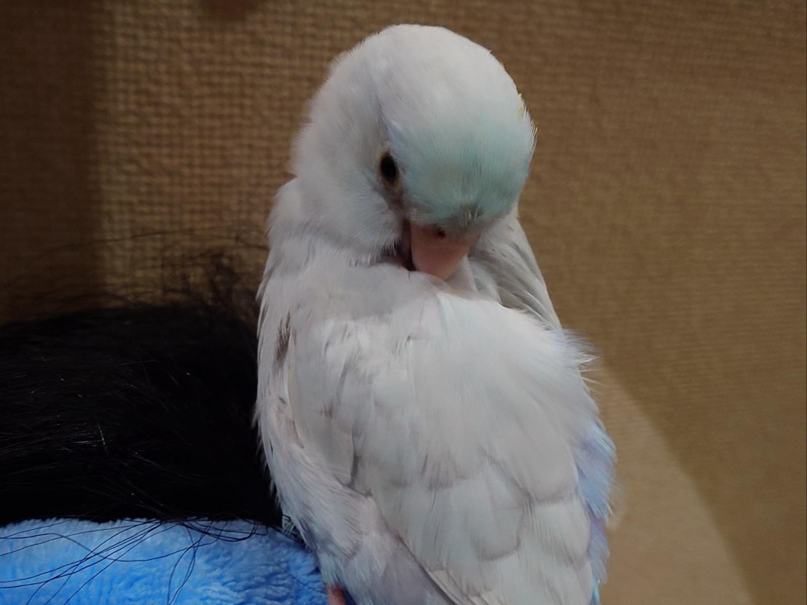 ポチャちゃん ポチャちゃん