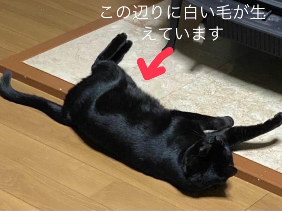 ジジちゃん ジジちゃん