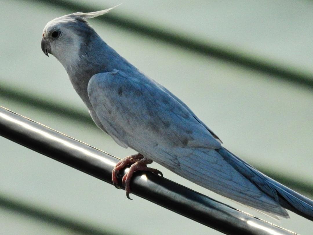 目撃された鳥 目撃された鳥
