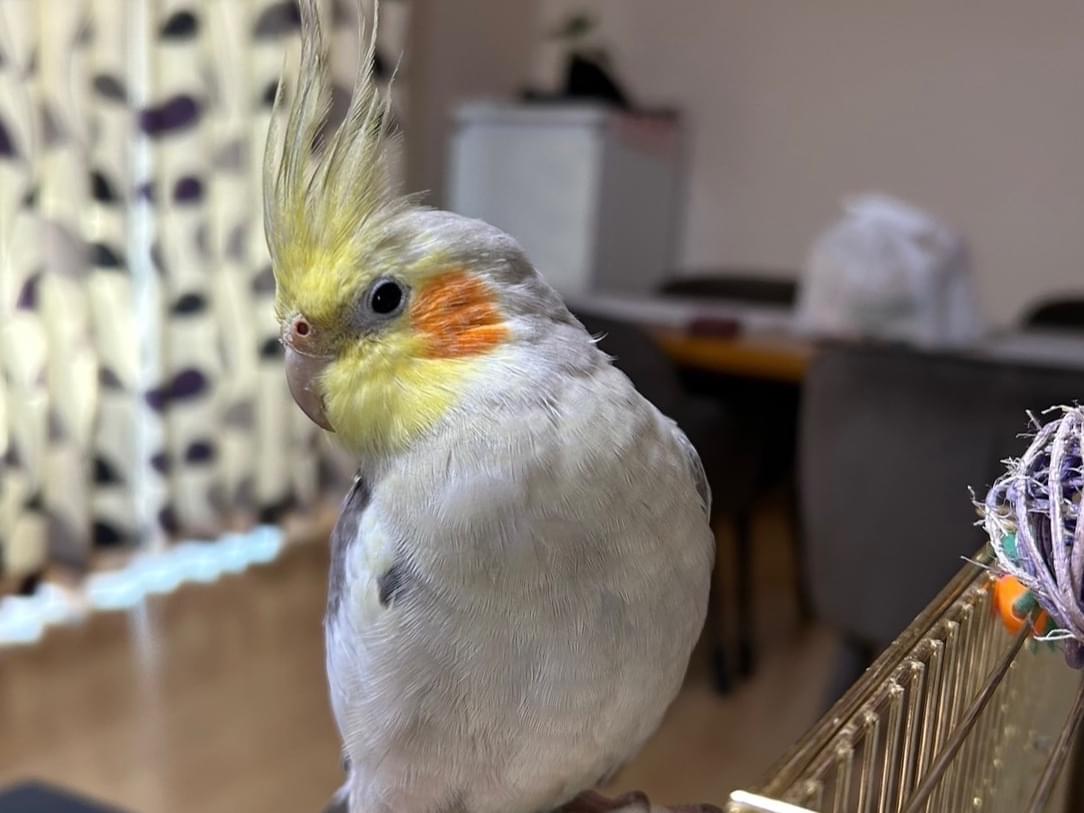 はるとちゃん はるとちゃん