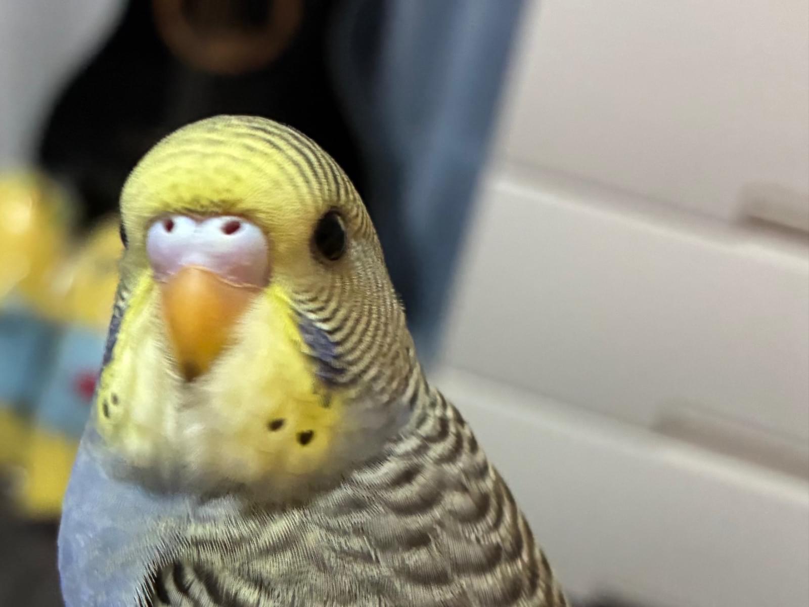 ぴーちゃん ぴーちゃん