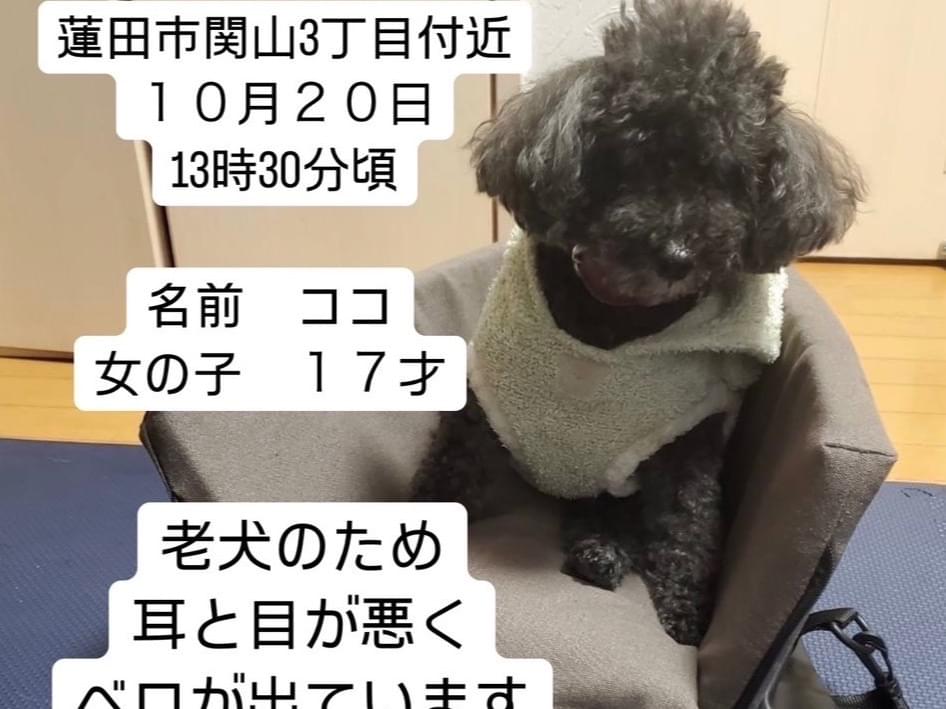 ココちゃん ココちゃん