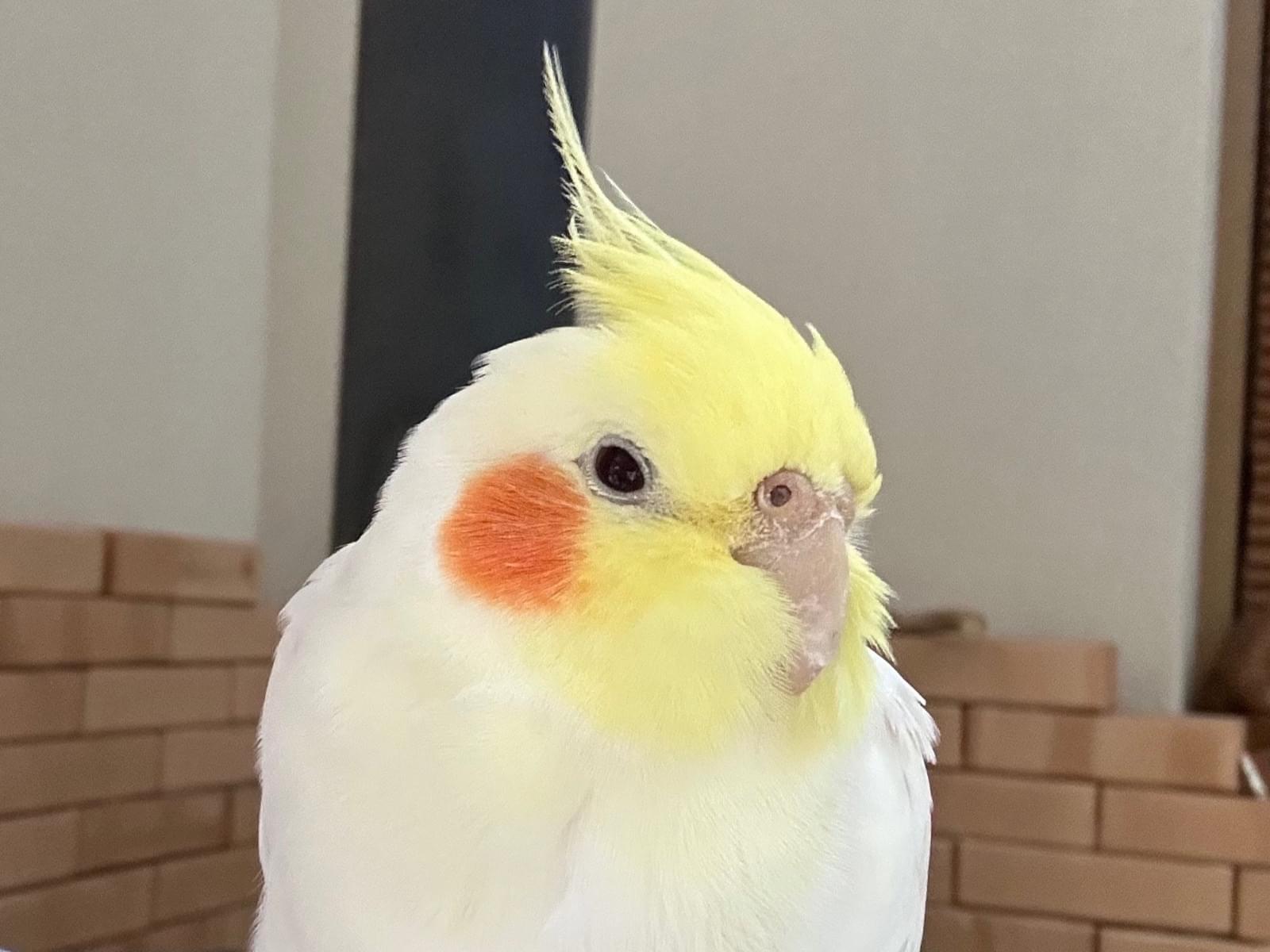 保護された鳥 保護された鳥