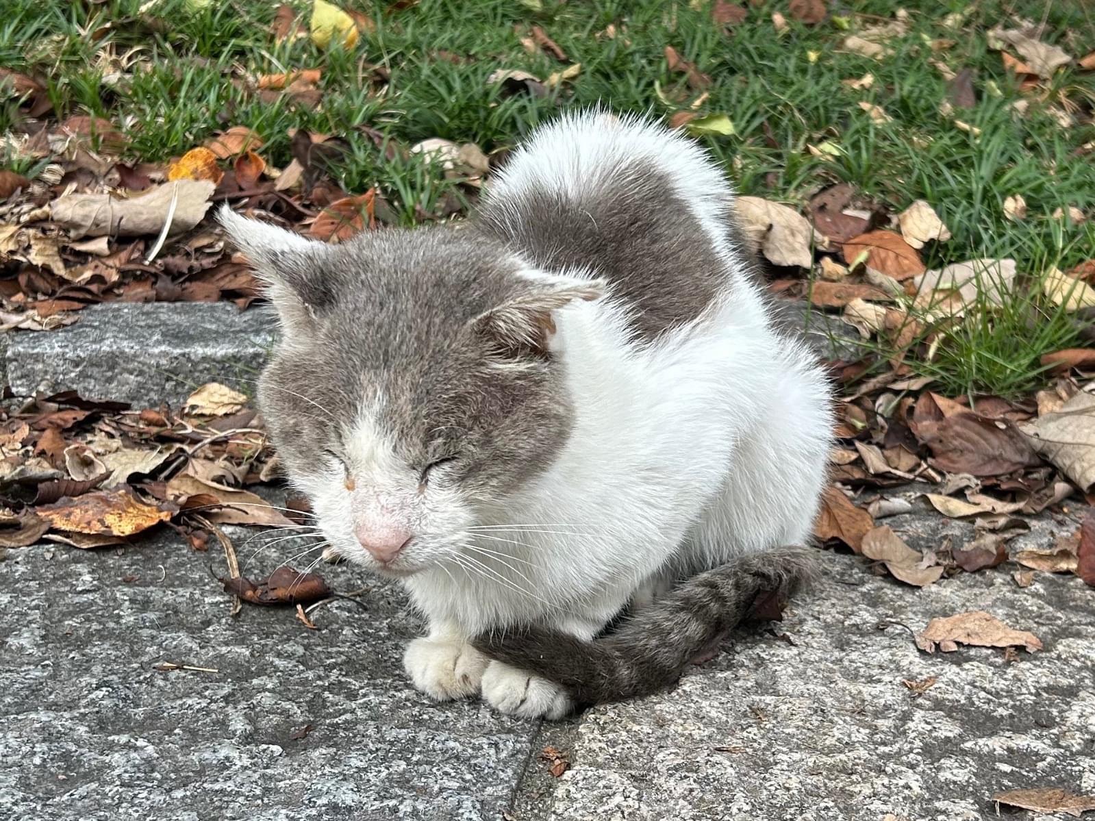目撃された猫 目撃された猫