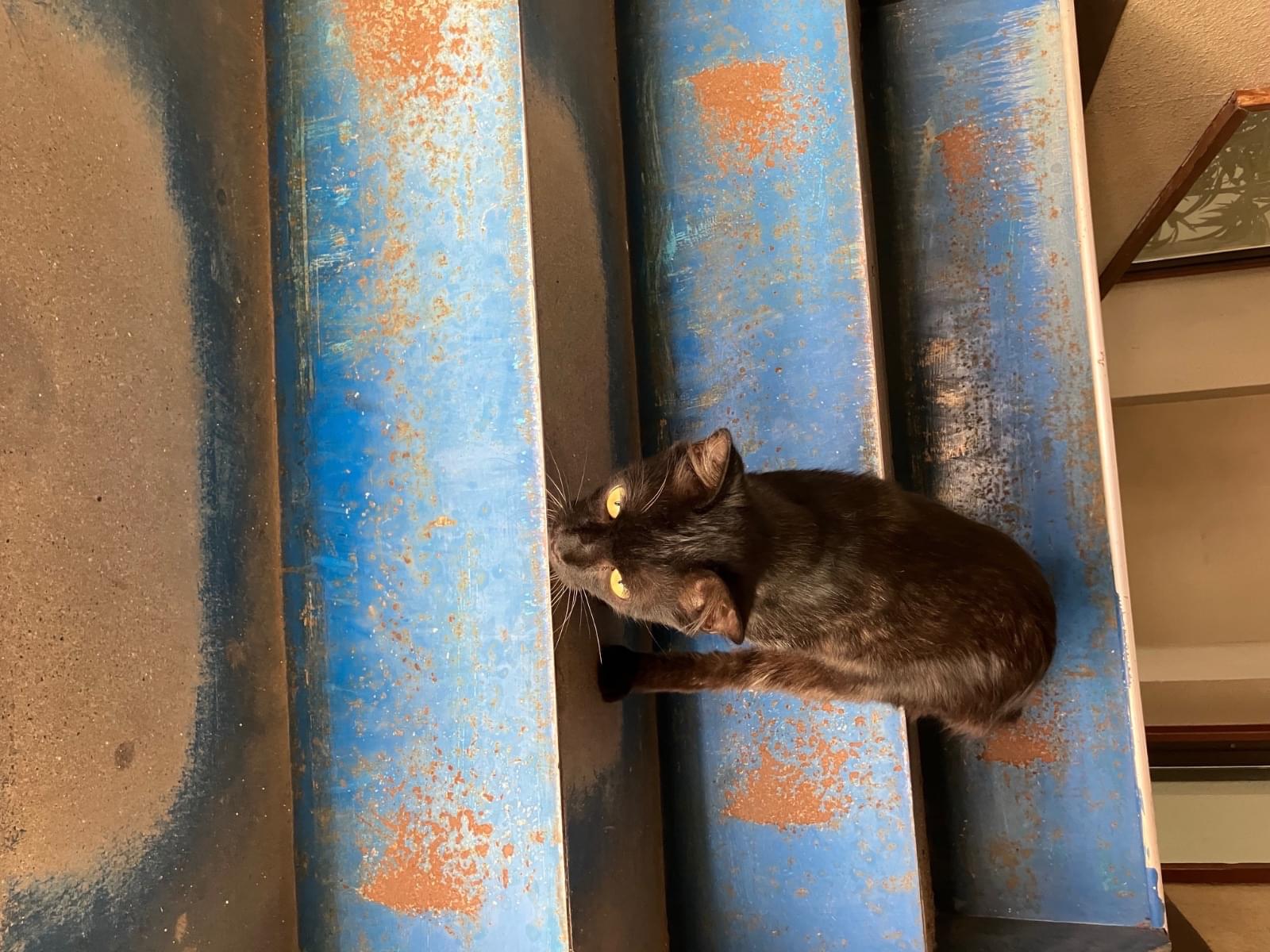 保護された猫 保護された猫