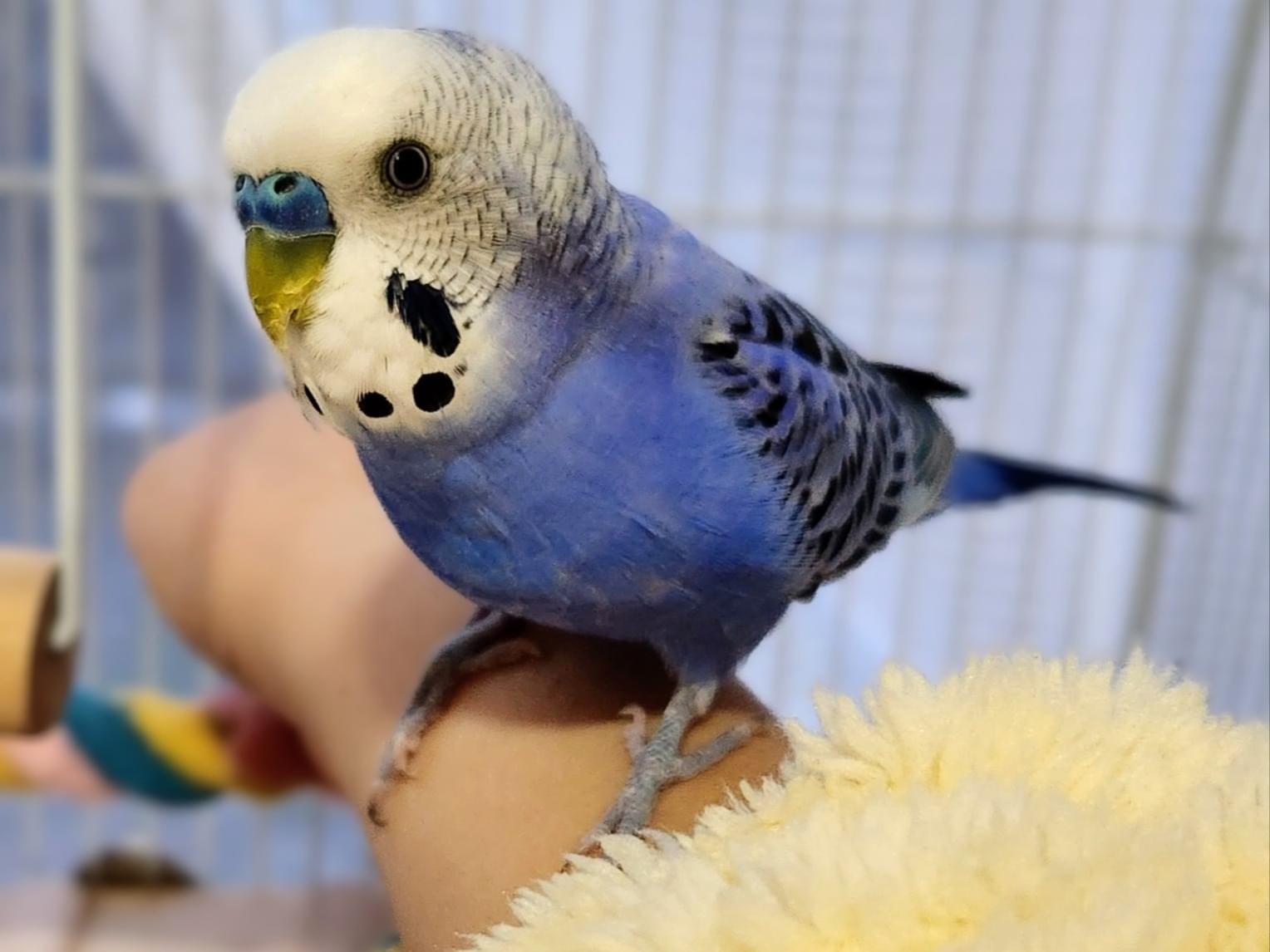 あおちゃん