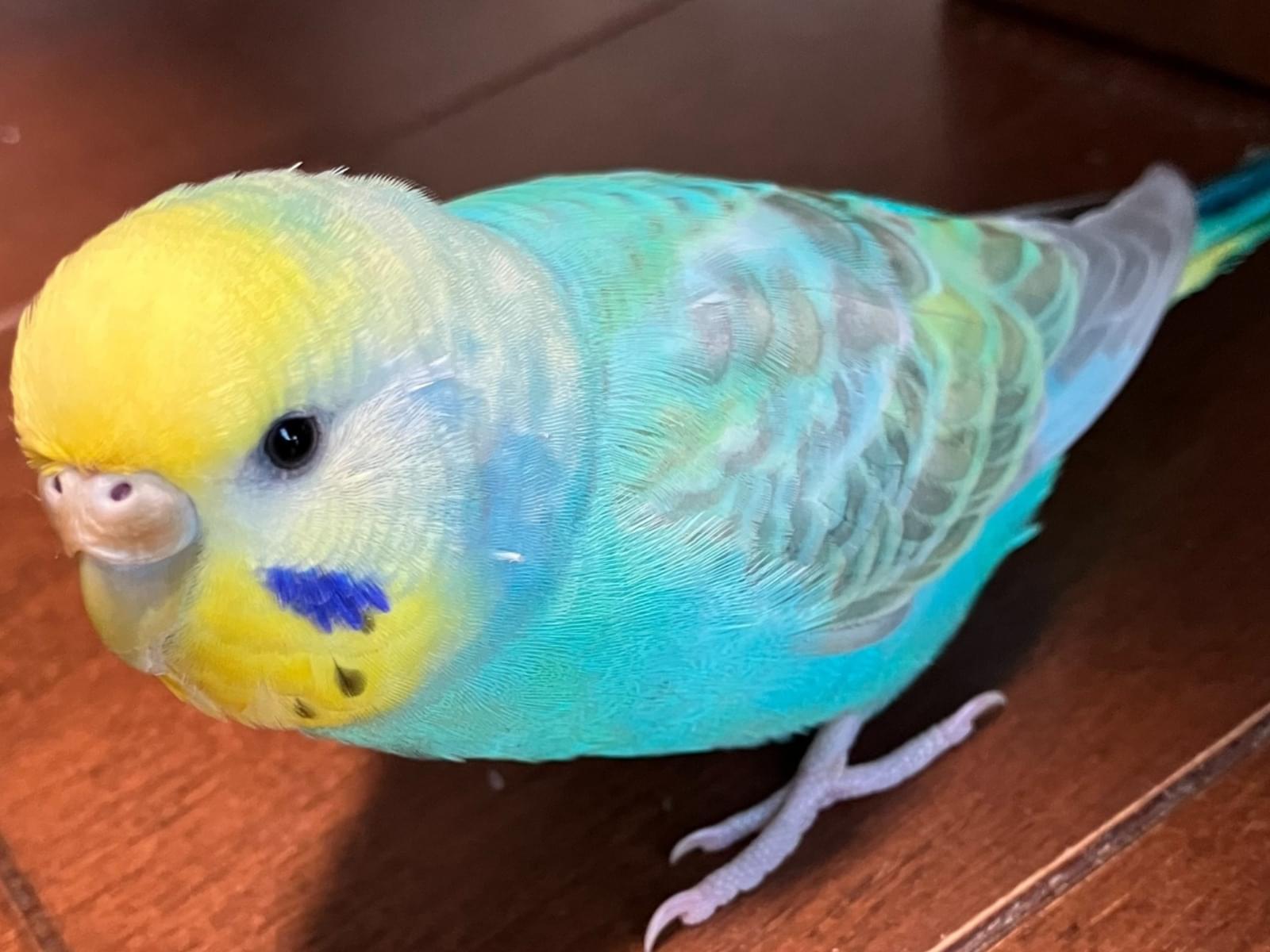 ふくちゃん ふくちゃん