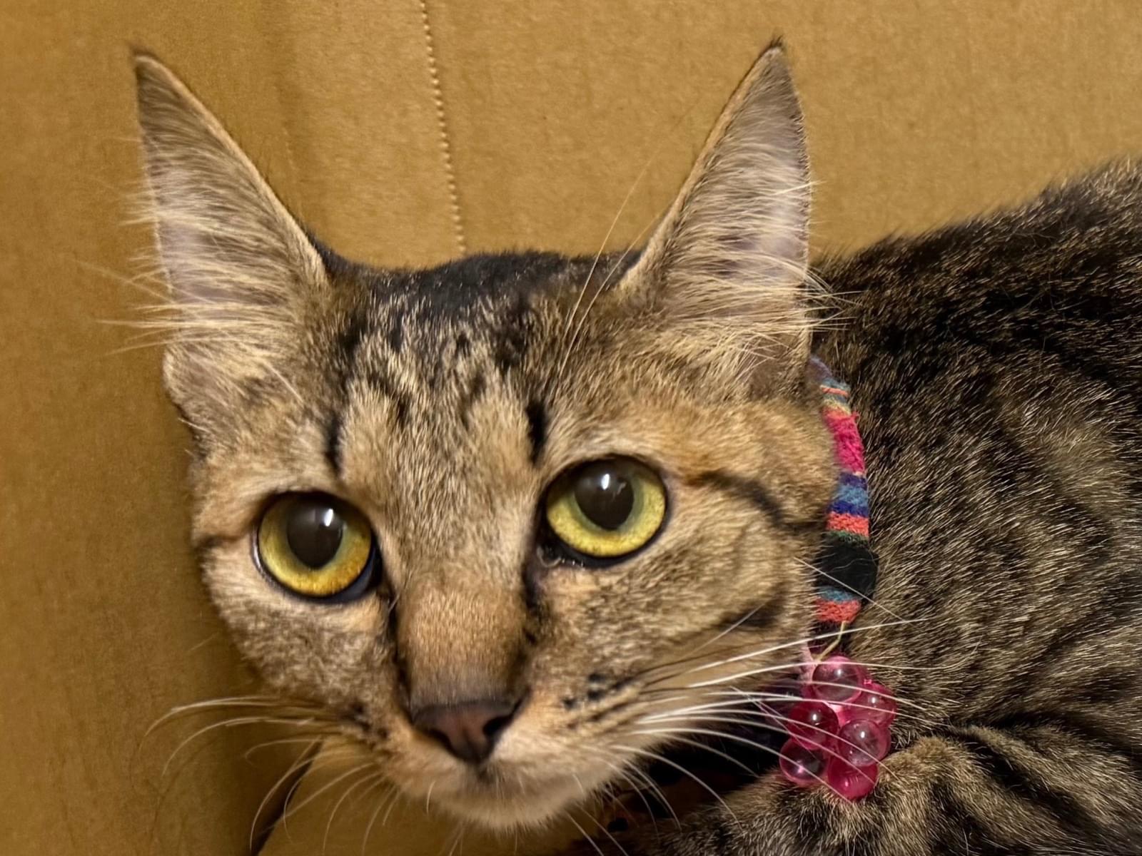保護された猫 保護された猫