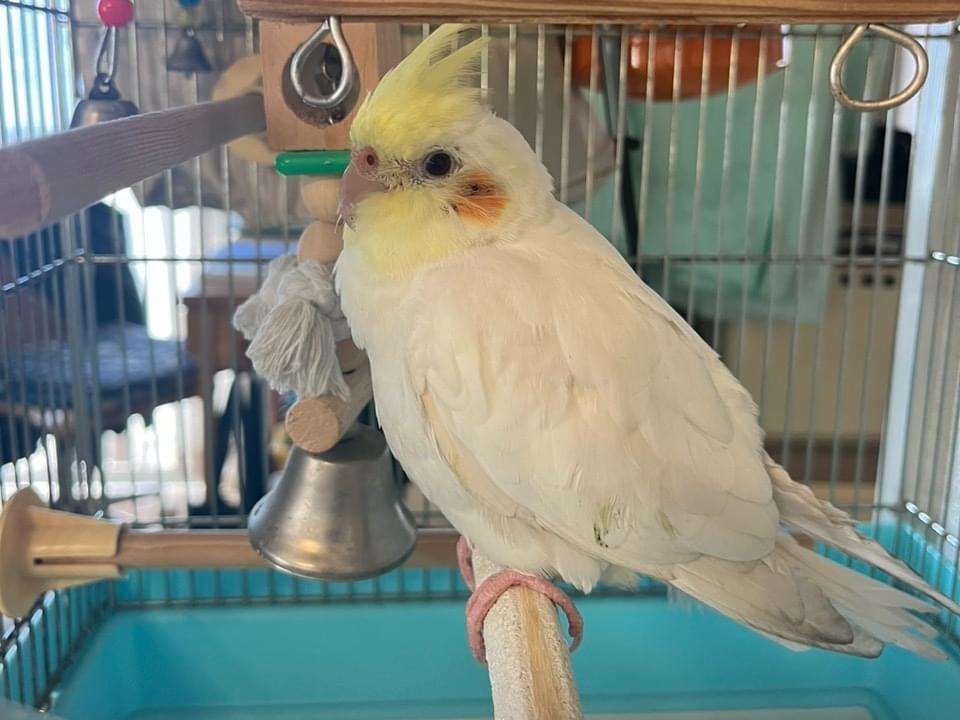 保護された鳥 保護された鳥