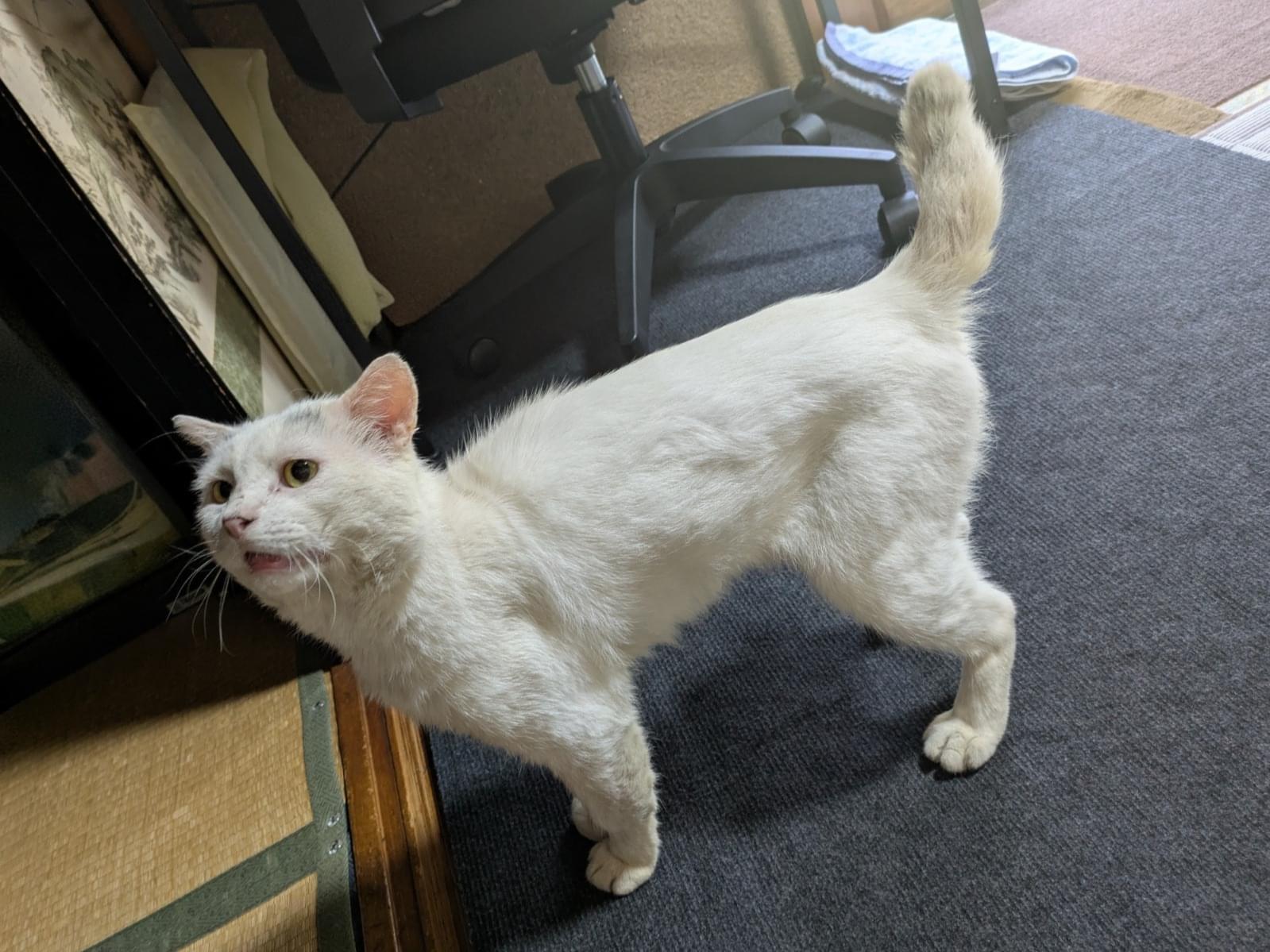 シロちゃん シロちゃん