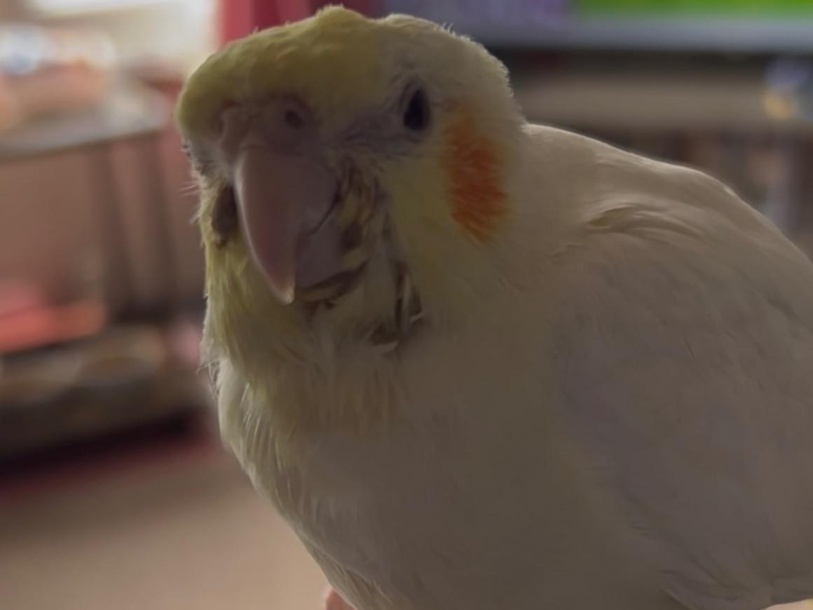 ニッコちゃん