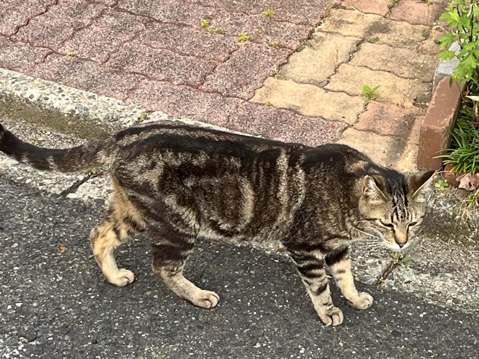目撃された猫 目撃された猫