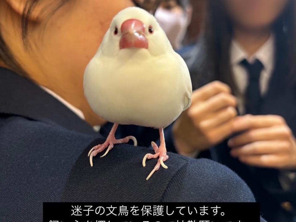 保護された鳥 保護された鳥