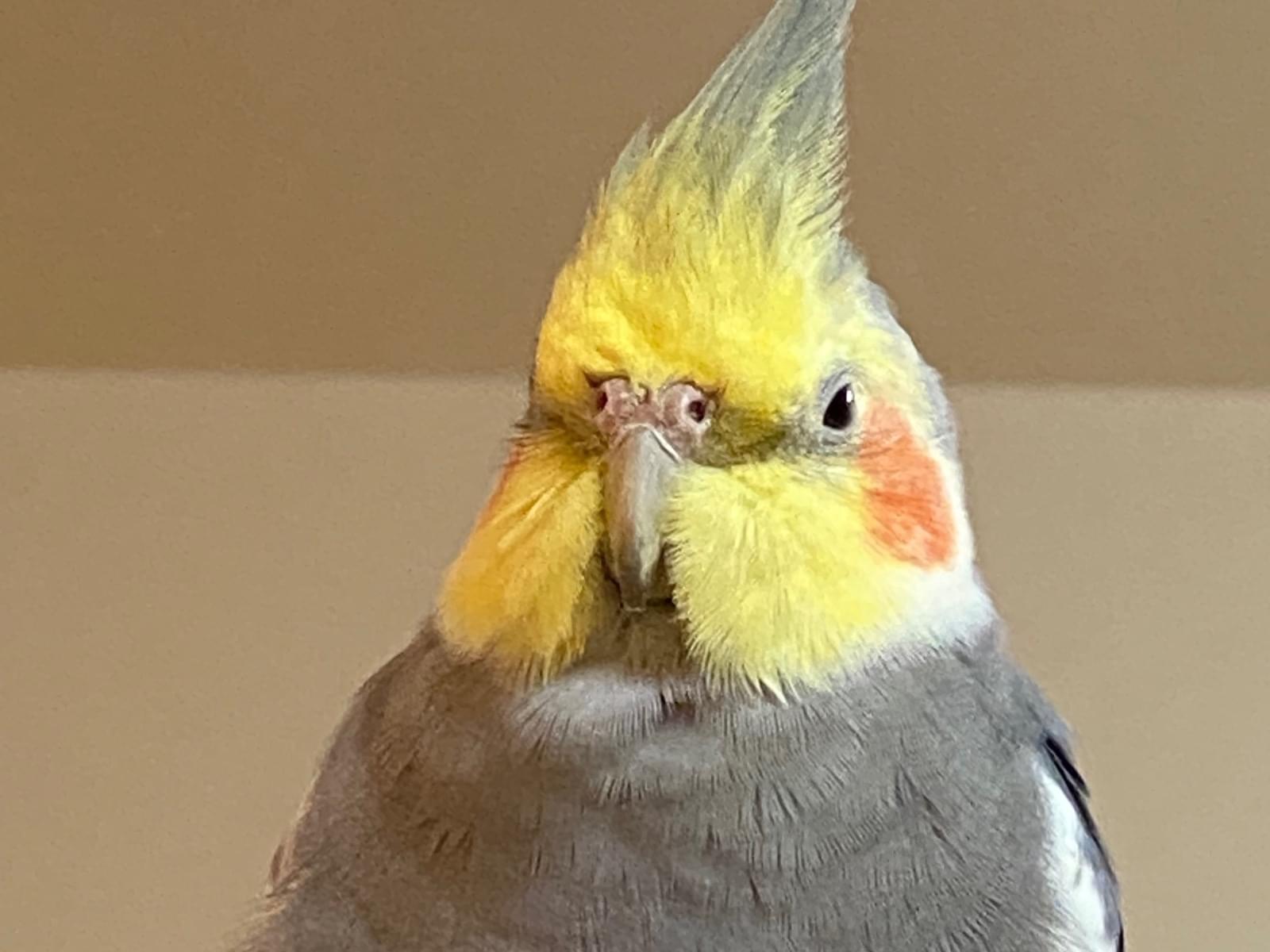 いろはちゃん いろはちゃん