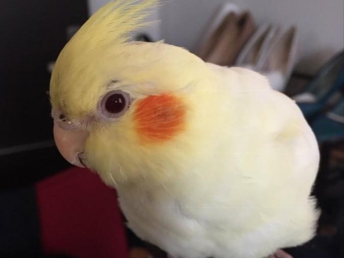 ほっぺちゃん ほっぺちゃん