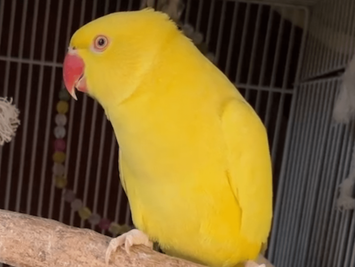 ミトゥちゃん ミトゥちゃん