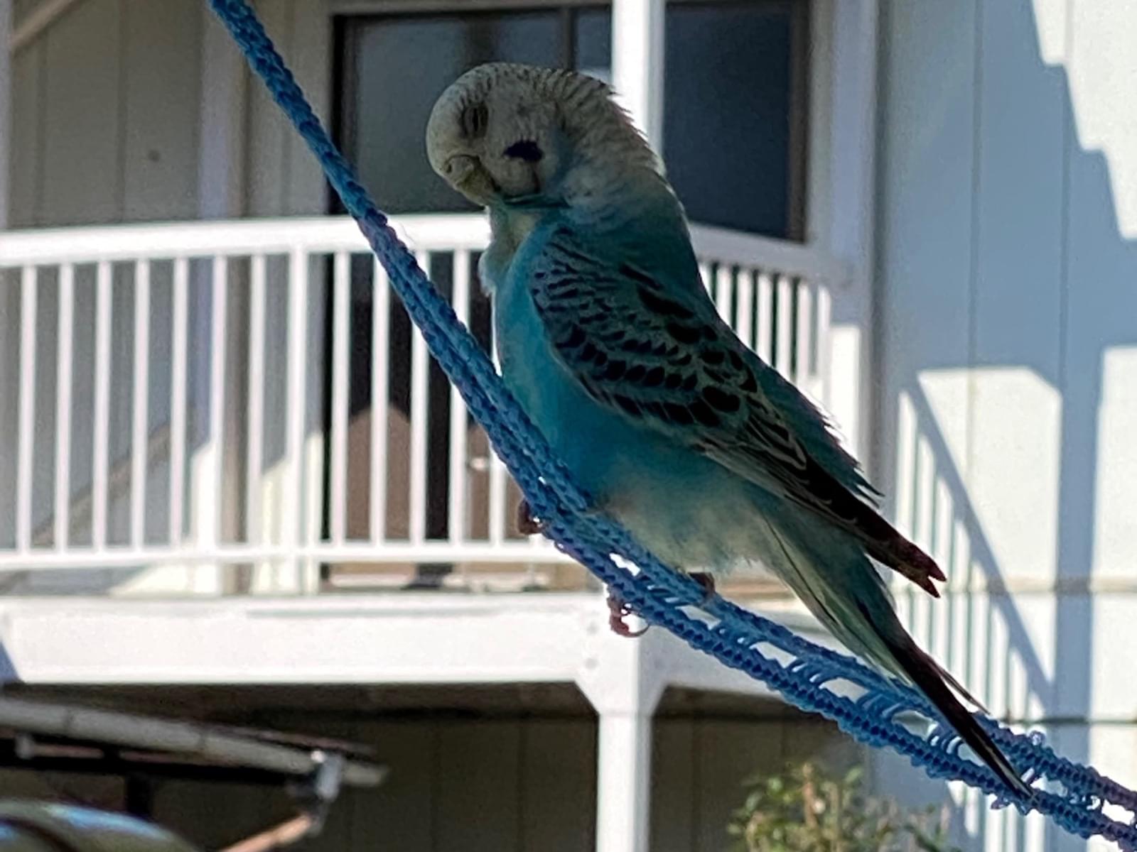目撃された鳥 目撃された鳥