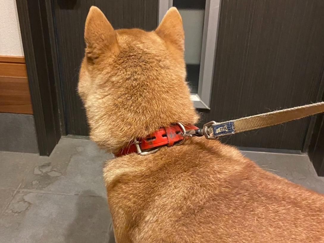 保護された犬 保護された犬