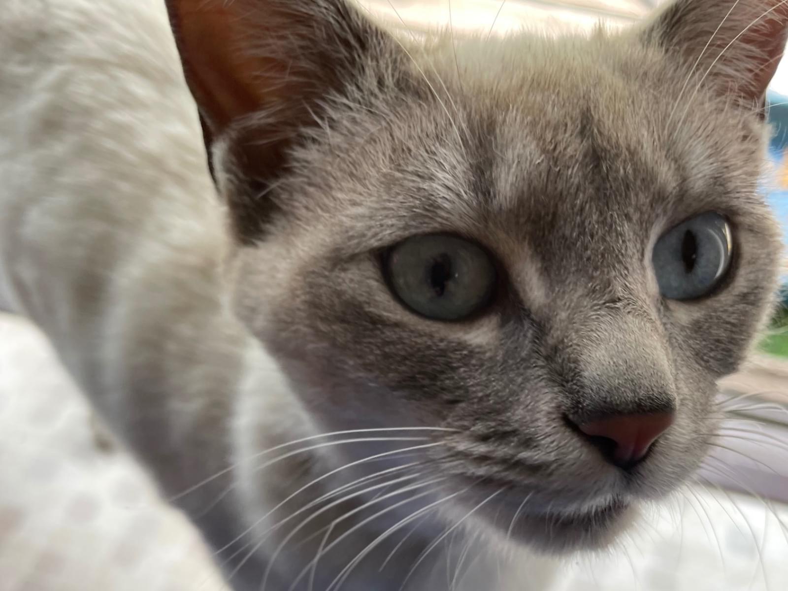 保護された猫 保護された猫