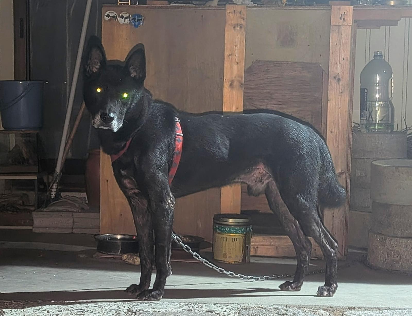 20kg程の黒の雑種犬(立ち耳)を探しています