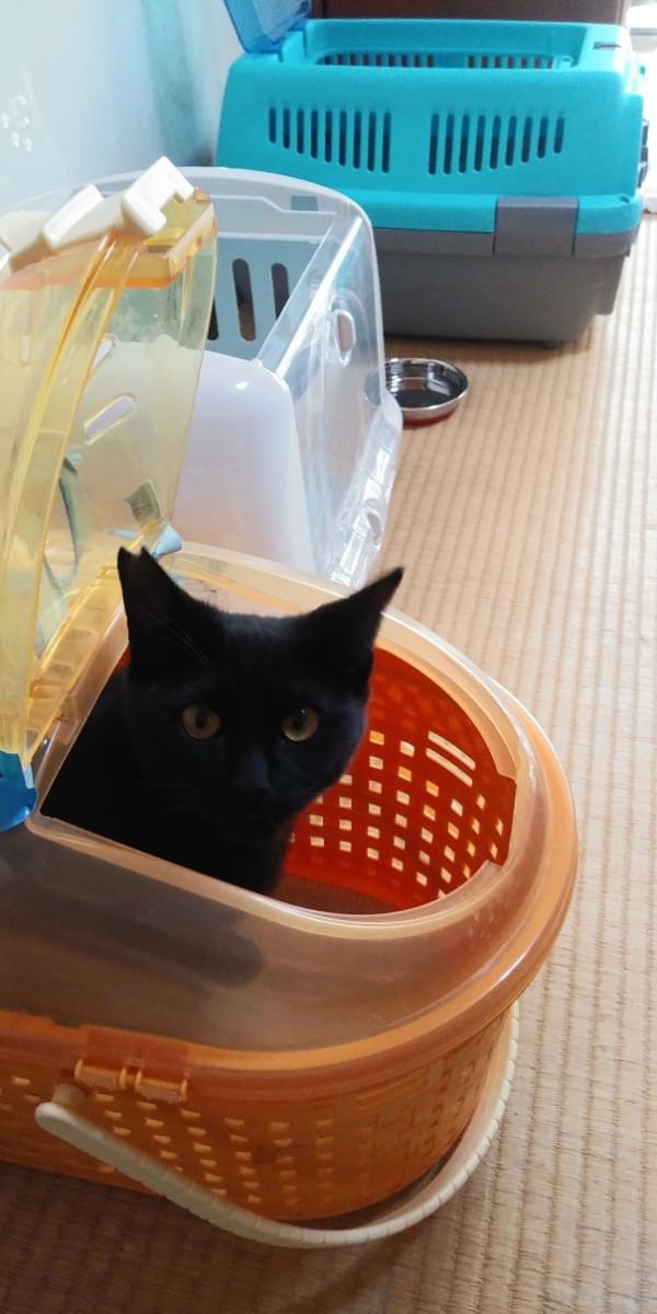 右耳さくらカットの黒猫です