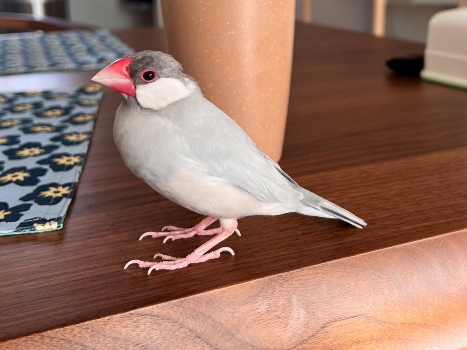 こゆきちゃん こゆきちゃん
