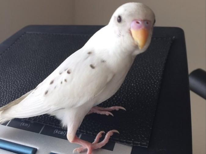 保護された鳥 保護された鳥