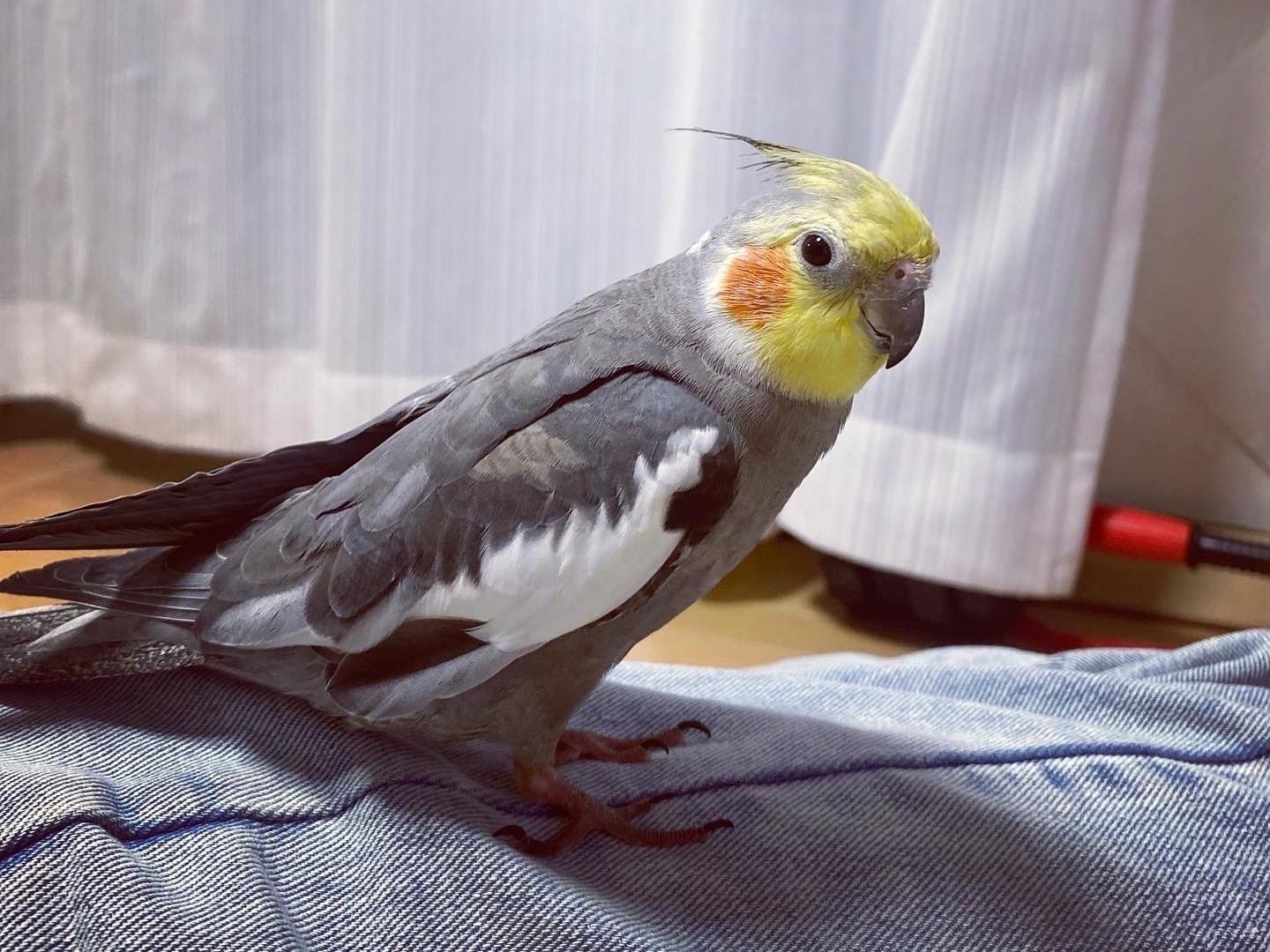 ピコラちゃん ピコラちゃん