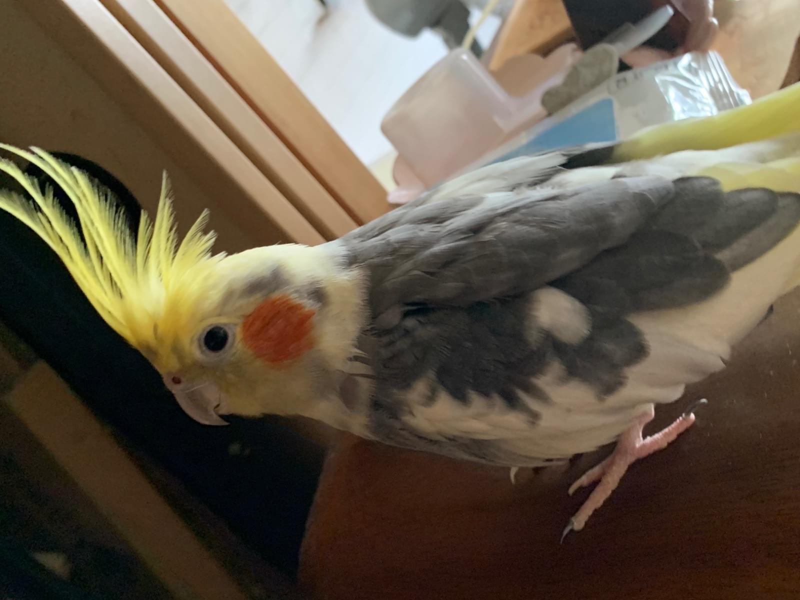 ピースケちゃん