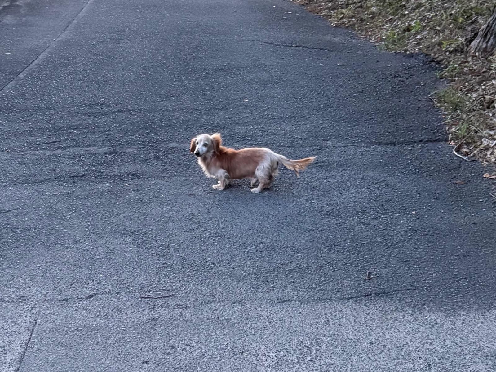 目撃された犬 目撃された犬