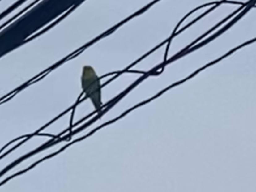目撃された鳥 目撃された鳥