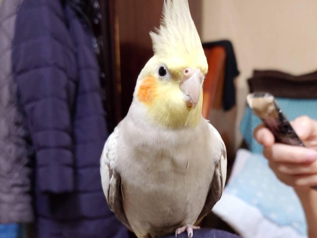 ぴこちゃん ぴこちゃん