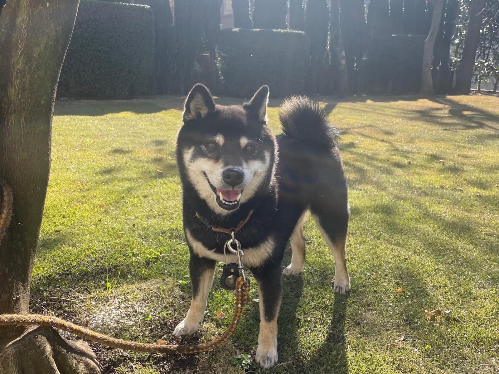 保護された犬 保護された犬