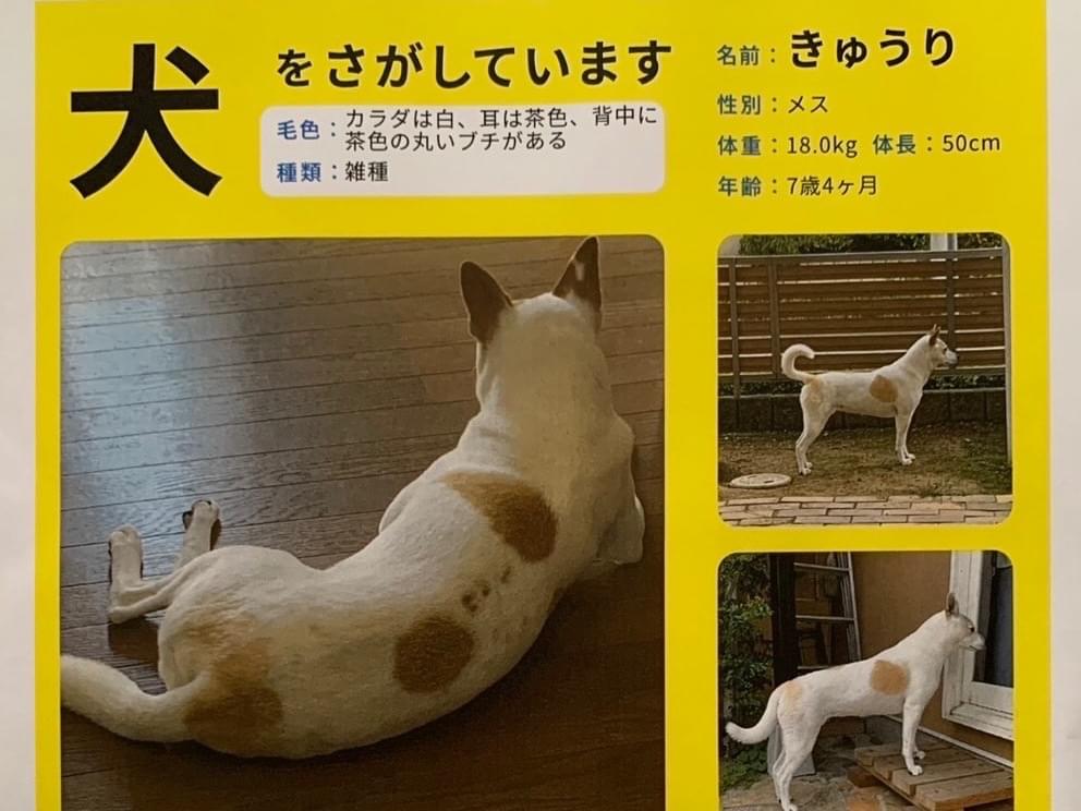 きゅうりちゃん きゅうりちゃん