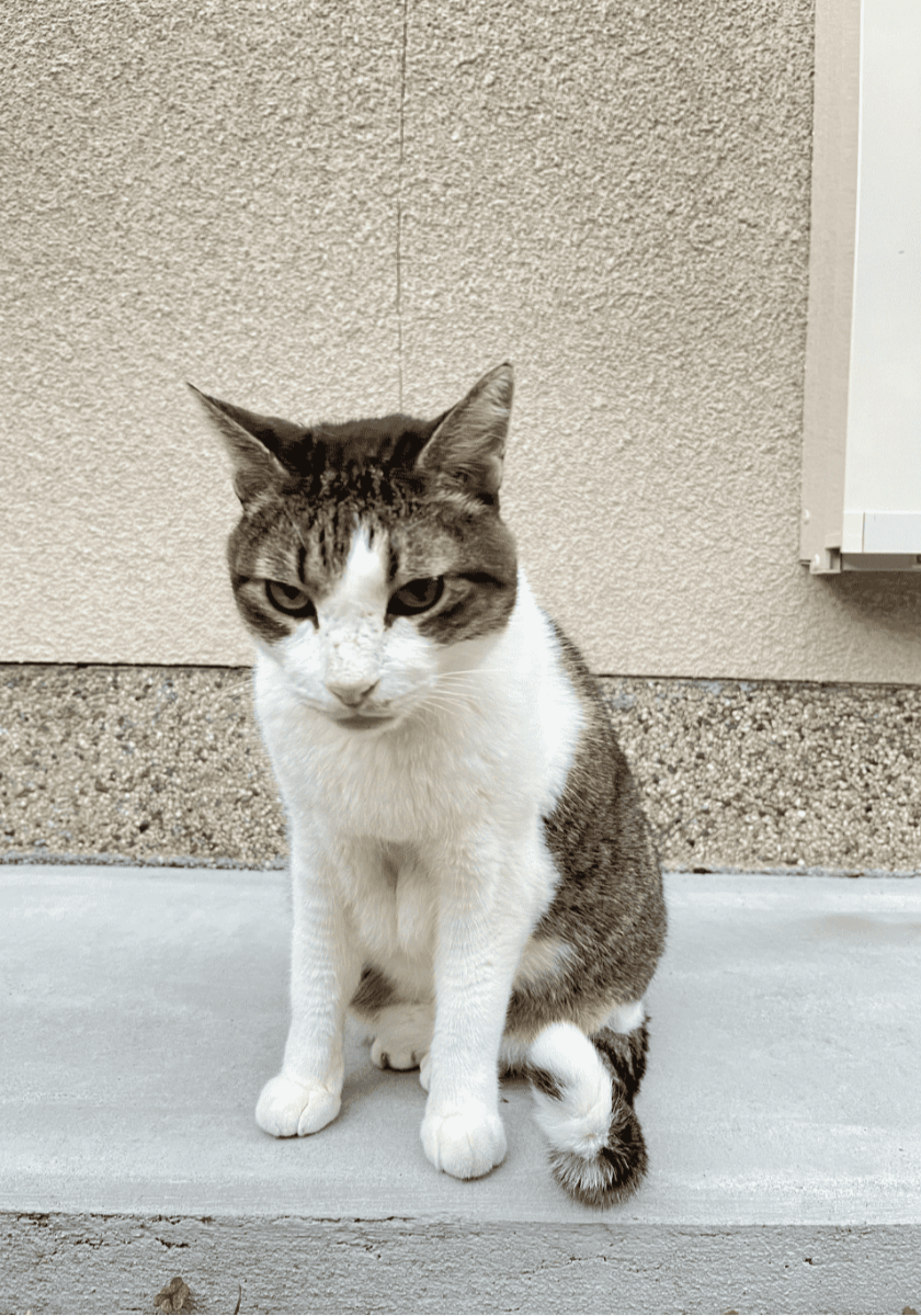 やせねこ 痩せた老猫