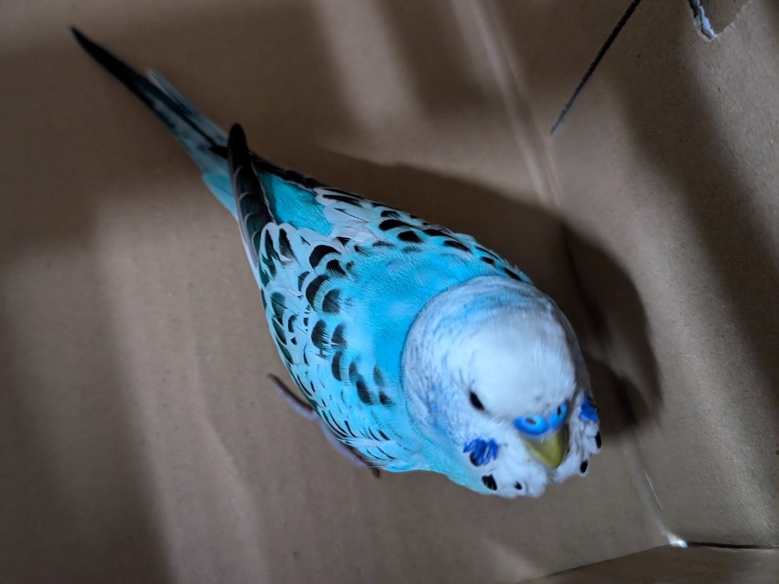 保護された鳥 保護された鳥