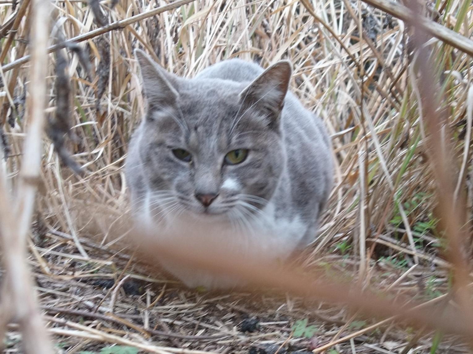 目撃された猫 目撃された猫
