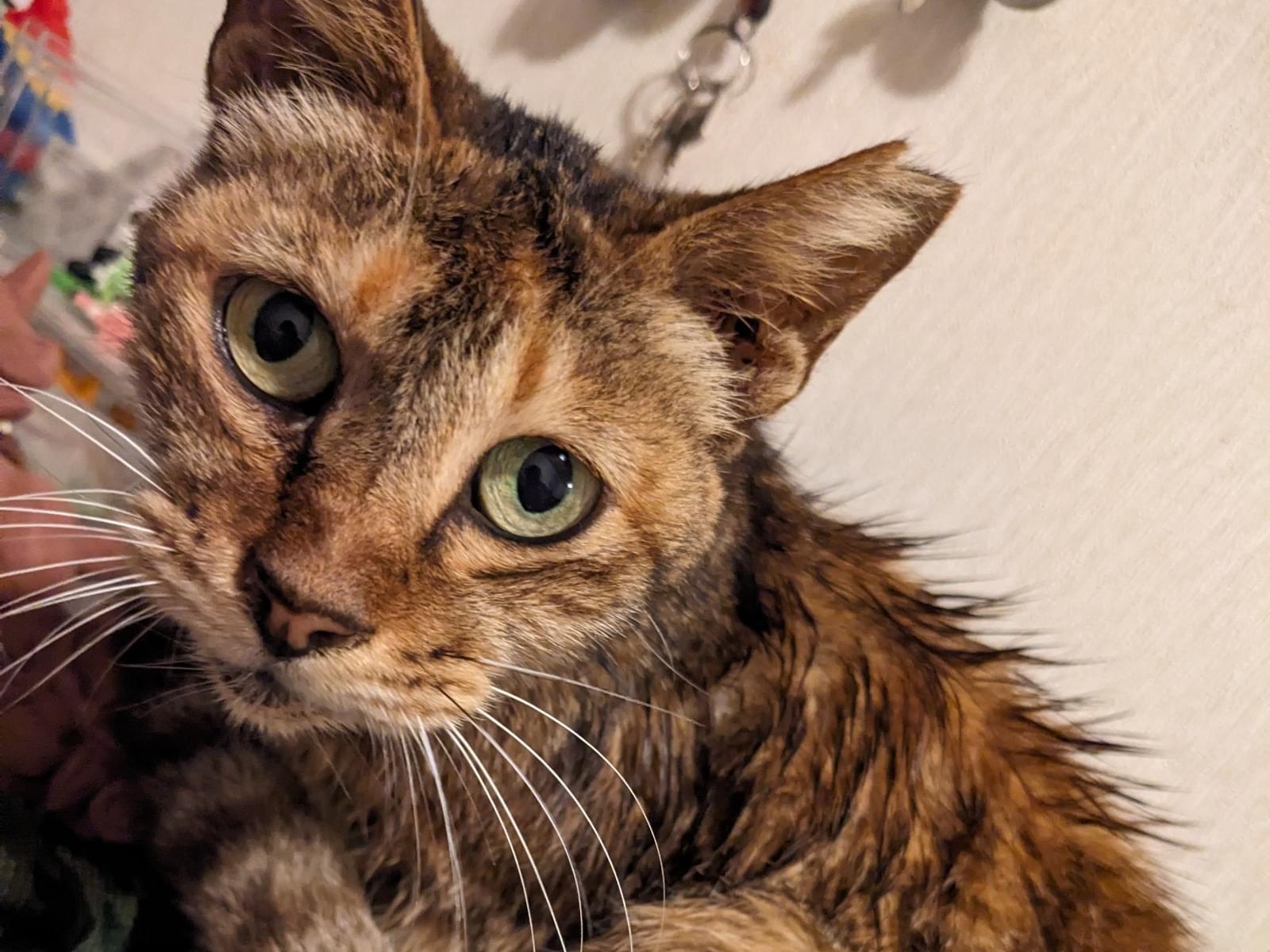 保護された猫 保護された猫